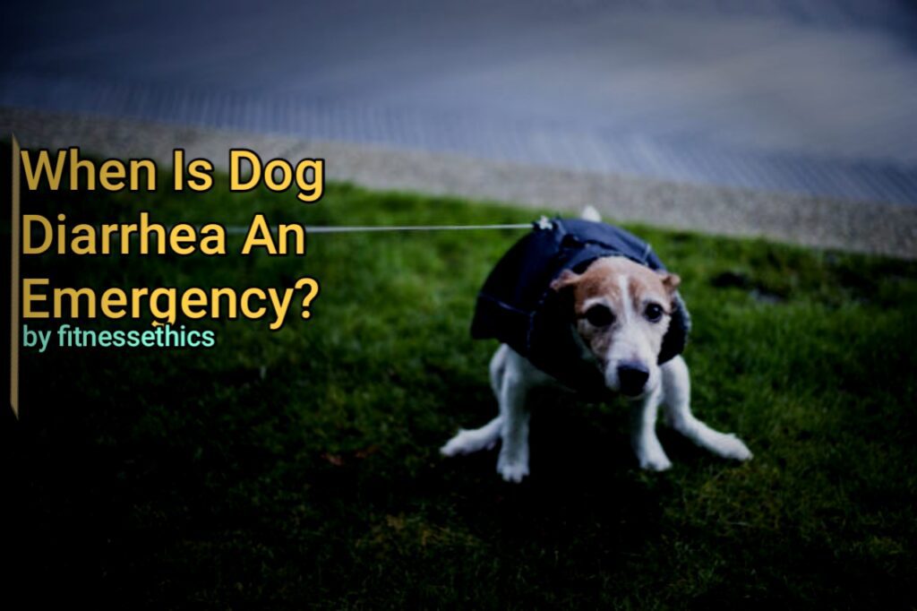 When Is Dog Diarrhea An Emergency?