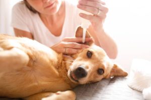 Treat Dog Ear Infection Without Vet